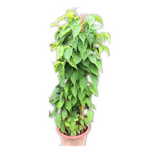 四季攀爬植物油麻藤爬藤炮仗花苗攀援花卉红爆竹花围墙花当年开花