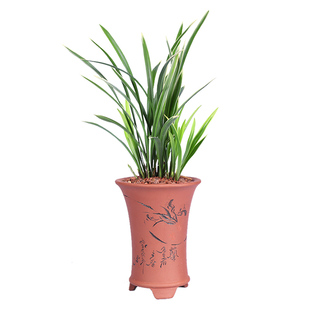 浓香兰花四季兰建兰(锦旗)金边兰花苗开室内外客厅花卉盆栽绿植