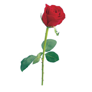 高品质金属杆玫瑰一变三分裂四分一变四玫瑰三变四变商演魔术道具