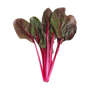红叶菠菜种子叶甜菜种籽四季播青菜籽庭院阳台盆栽蔬菜种孑红甜菜