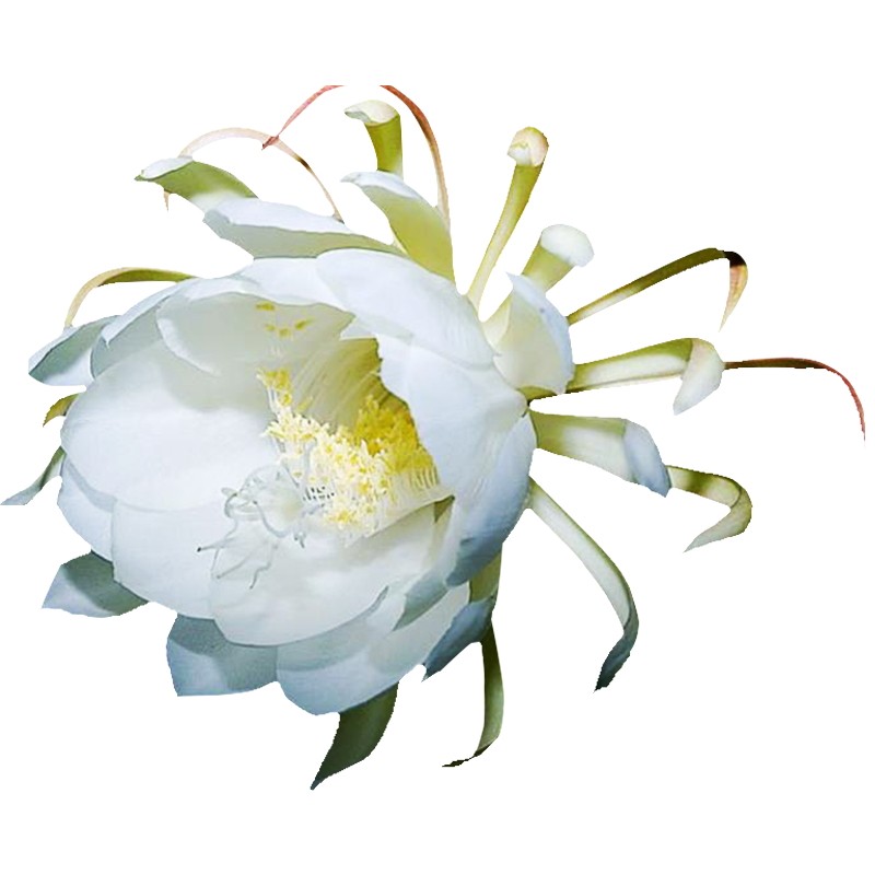 昙花苗扦插苗盆栽花卉琼花苗月下美人60公分 开花快 包成活
