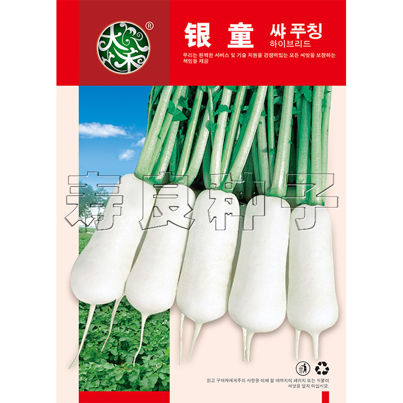 青年小伙银童萝卜种子小白泡菜专家庭园艺种子