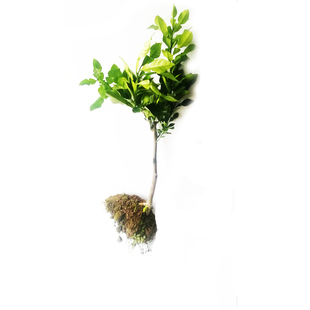 沙田柚苗柚子苗嫁接苗广西容县正宗沙田柚子树苗山地庭院盆栽包邮