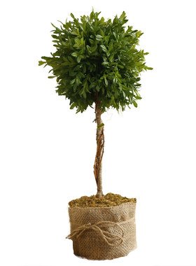 植物绿植晶华黄杨饰品绿植盆栽