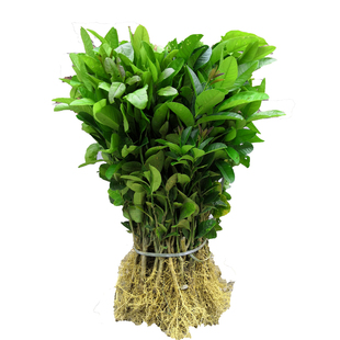 佛手苗广东佛手柑苗金佛手果种苗香橼观赏药材用盆栽地栽果苗