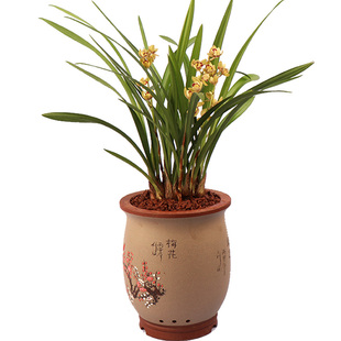 矮种建兰金荷开花荷瓣浓香好养易活兰花苗绿植庭院盆栽草本花卉