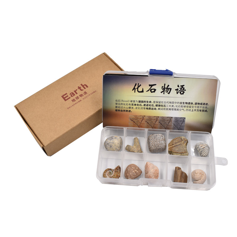 古生物菊石三叶虫琥珀昆虫贝壳化石套盒矿物儿童礼物科普教学标本