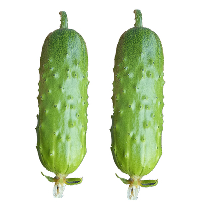 海诺瑞特绿宝珠11号水果黄瓜强雌性杂交黄瓜种子蔬菜种子高产稳产