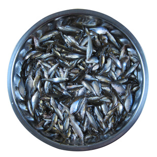 东北小杂鱼开江鱼酱东北小鱼酱东北新鲜麦穗鱼