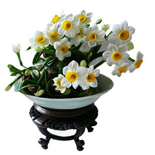 单瓣小花王26cm围径 6-10花枝 8粒 漳州原产水仙花种球包邮