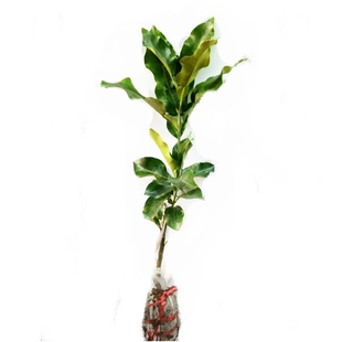 沙田柚苗正宗广西容县柚子苗嫁接苗大柚子树苗白心红心黄金蜜柚