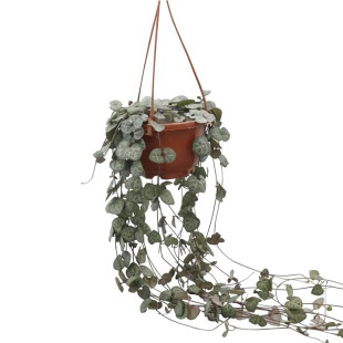 爱之蔓爱之曼吊兰金钱蜡花印天绿景多肉植物阳台办公桌盆栽吸甲烷