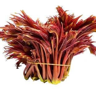 【顺丰包邮】春天头茬香椿芽新鲜嫩香椿叶 大红香椿 椿天野菜山椿