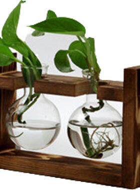 绿萝植物小容器办公室桌面装饰