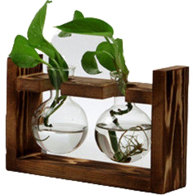 绿萝植物小容器办公室桌面装饰