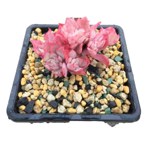 花魁多肉植物【绮罗】露养缀化大老桩/创意肉肉花卉小盆栽防辐射