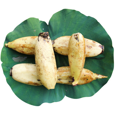 现挖新鲜藕莲藕蔬菜菜脆嫩