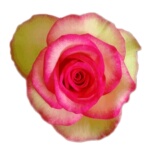 梦露 新品切花玫瑰月季花苗 大花粉绿复色阳台庭院花园花卉盆栽