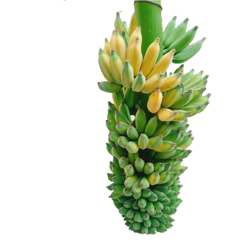 云南新鲜生态芭蕉5斤8斤包邮野生西贡芭蕉粉蕉非香蕉皇帝蕉