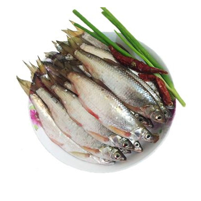 新鲜现杀刁子鱼净膛去鳞后净重