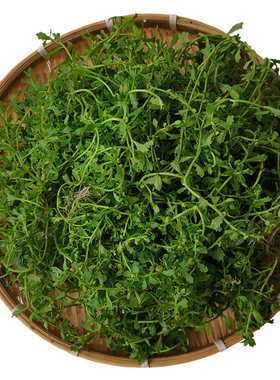 新鲜药材深山胡荽中草药鹅不食草