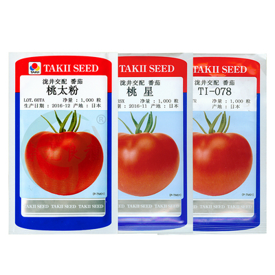番茄种子水果口感大西红柿种孑桃太粉梦茜星日本泷井育种种籽蔬菜