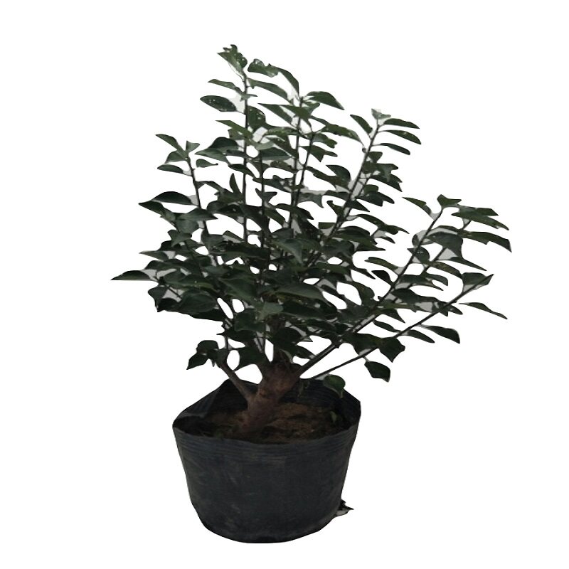 老桩盆景冬季耐寒梅花室外植物