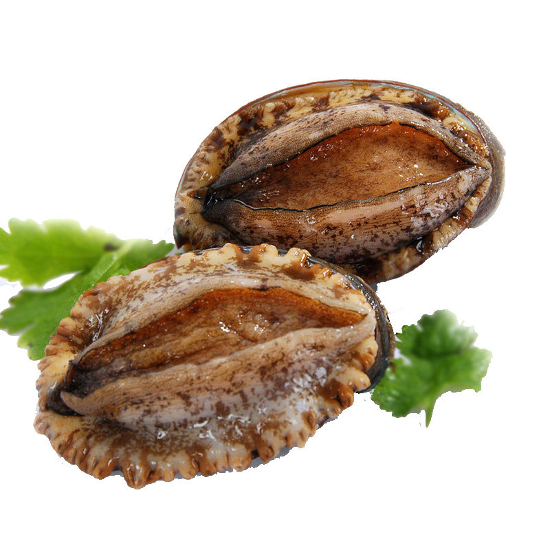 鲜活鲍鱼营养丰富新鲜美味