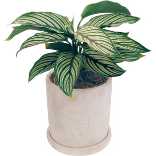 青纹竹芋盆栽桌面小植物四季好养室内客厅耐阴彩叶高档绿植花卉