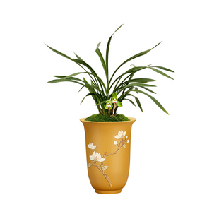 艾莹兰花苗 春兰经典荷瓣 大团圆 现带花苞出售新手推荐好养花卉