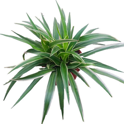 金边吊兰金心吊兰盆栽室内垂吊植物阳台庭院多年生绿植花卉包邮