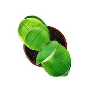 长春精品君子兰 黄体珍珠王短宽叶 圆头和尚麻脸油匠花脸盆栽小苗