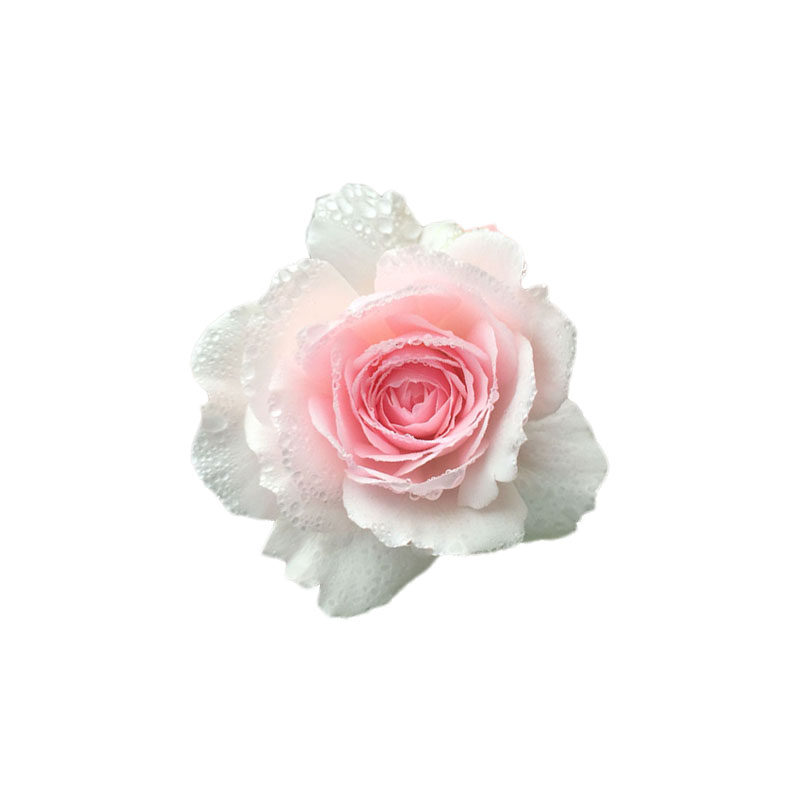 大花开花阳台院子多季开花植物