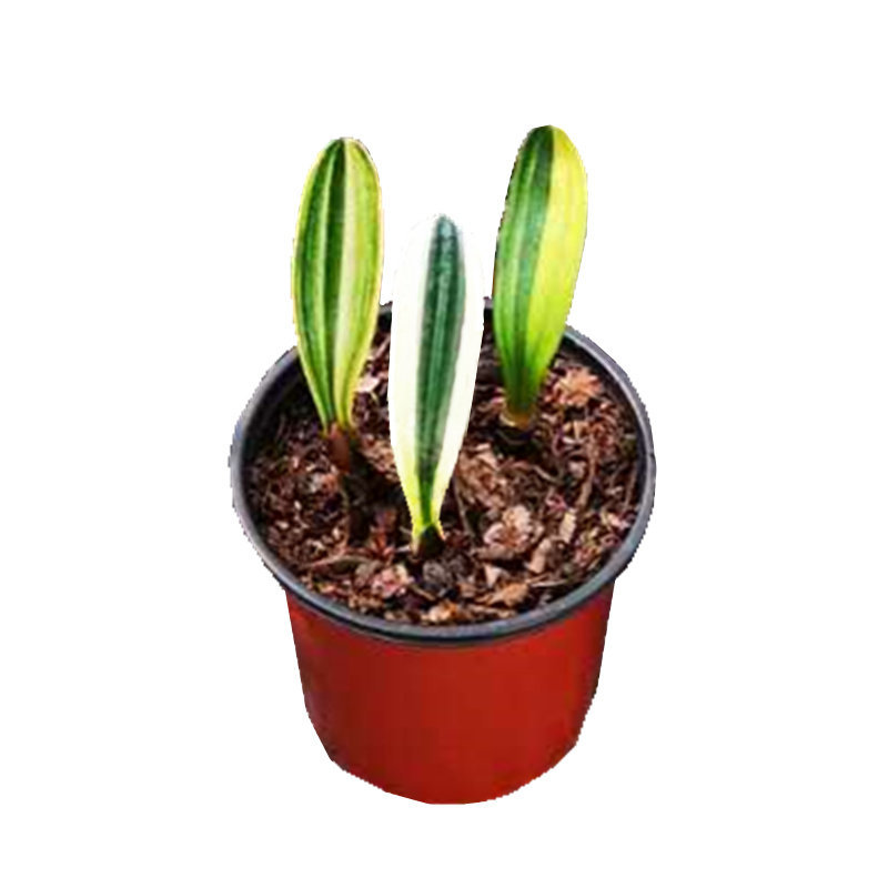 绿植鸳鸯瓷白金丝麻包邮君子兰
