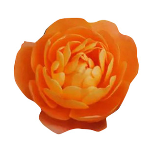 【水灵花园】夏洛特夫人欧月月季中香抗病 藤本小苗