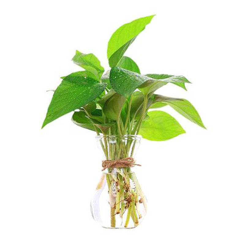 葫芦形加厚型透明玻璃风信子花瓶花盆水培水生植物花卉花盆