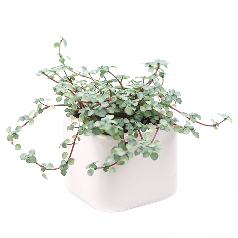 灰绿冷水花 / BB草 Pilea glauca 