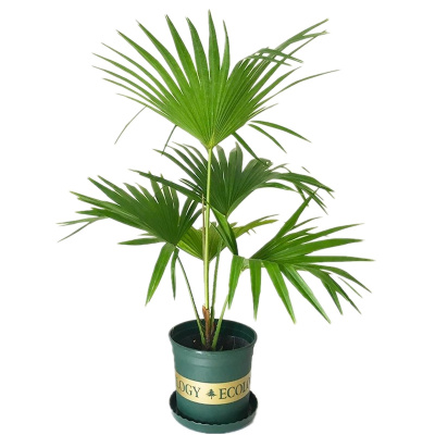 绿化苗木四季常青庭院棕榈树苗