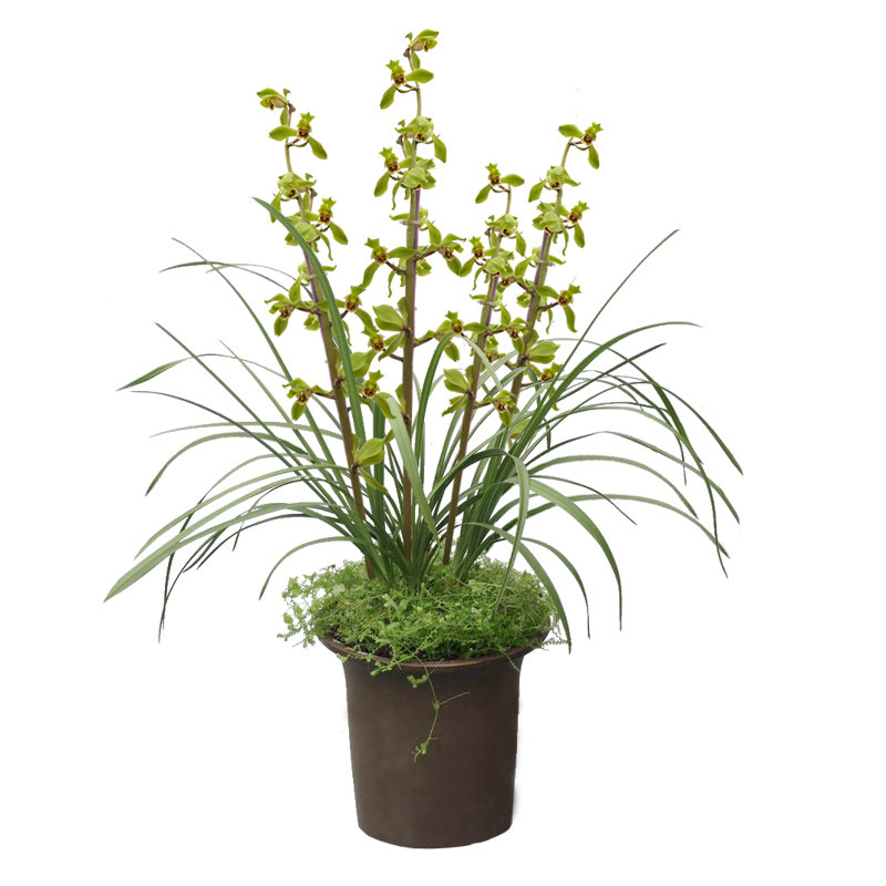 蕙兰荷瓣盆栽好养花卉冬带花苞