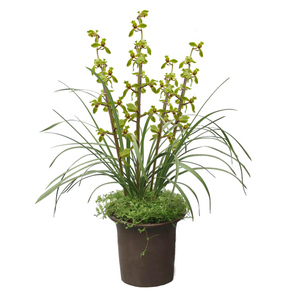 蕙兰荷瓣盆栽好养花卉冬带花苞