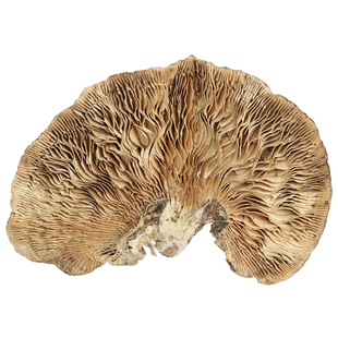 野生桦褶孔菌桦树革褶菌单色云芝毛云芝新货长白山野生真菌250