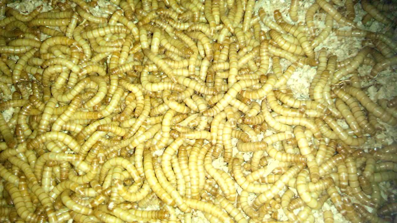 Замороженные черви. Кормовые черви. Сухие червяки для птиц. Сушеные черви. Белые черви для корма рыбок.