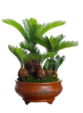 多头铁树原生组合子母室内外植物