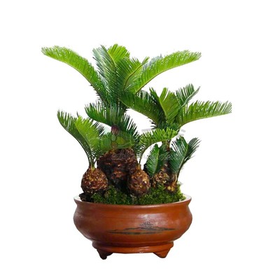 多头铁树原生组合子母室内外植物