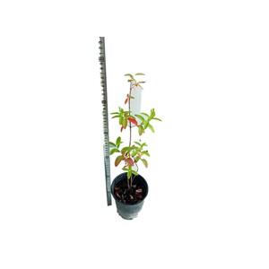 美国凌霄各色  斑叶凌霄 紫云藤盆苗  耐寒藤蔓植物【鲁虹园艺】