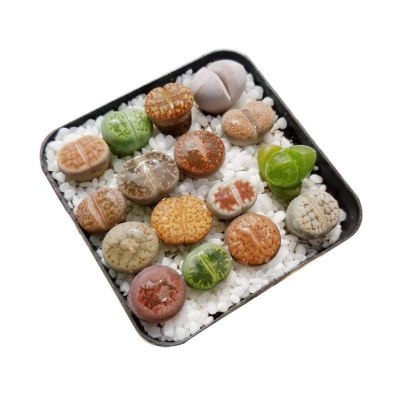 不重样,每颗纹路都是天然艺术品