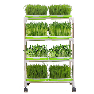 发豆苗芽苗菜育苗盘豆芽水培设备