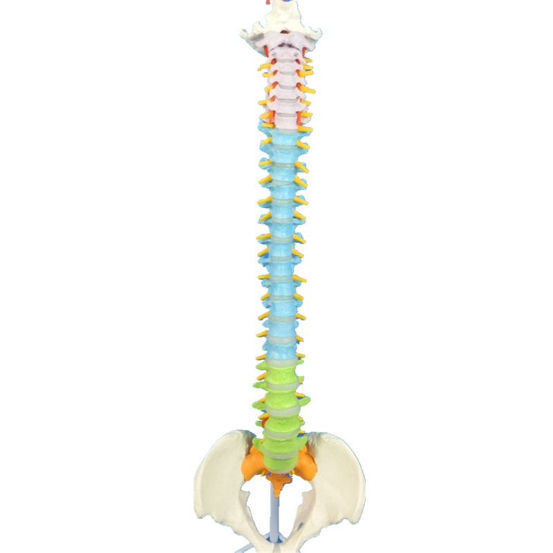 人体脊柱模型正骨推拿模型成人脊椎颈椎腰椎骨骼模型彩色脊椎模型