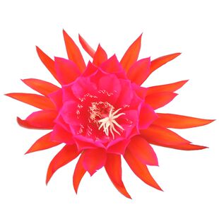 新品进口令箭荷花大花多色多品种好养易开花扦插有根苗包对版正品