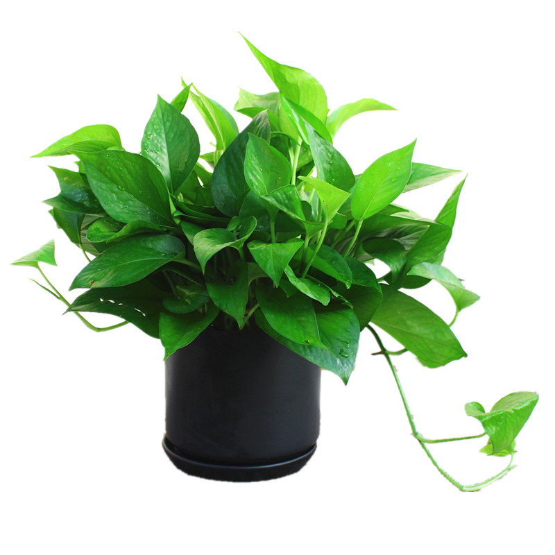 上海绿萝盆栽花卉植物室内净化空气长藤垂吊兰绿箩绿植
